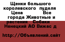 Щенки большого (королевского) пуделя › Цена ­ 25 000 - Все города Животные и растения » Собаки   . Ненецкий АО,Вижас д.